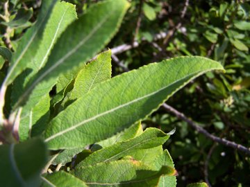 Salix cinerea / Salice cinereo